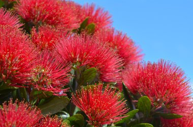 Pohutukawa kırmızı çiçekler