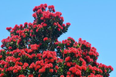 Aralık ayı içinde kırmızı çiçek blossom Auckland Yeni Zelanda ile Pohutukawa ağacı.