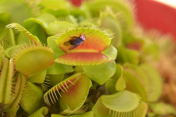 Venus flytrap zjada muchy — Zdjęcie stockowe