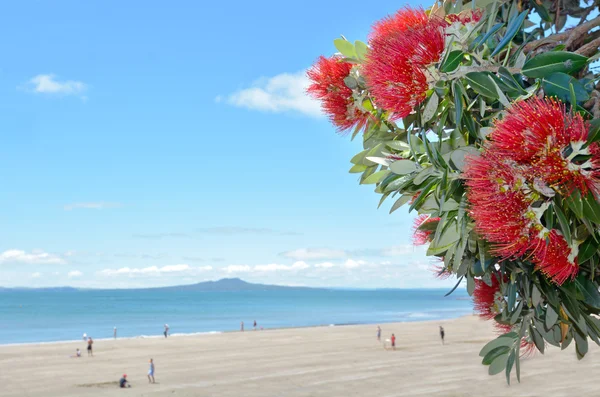 Fleurs rouges Pohutukawa fleurissent en Décembre — Photo