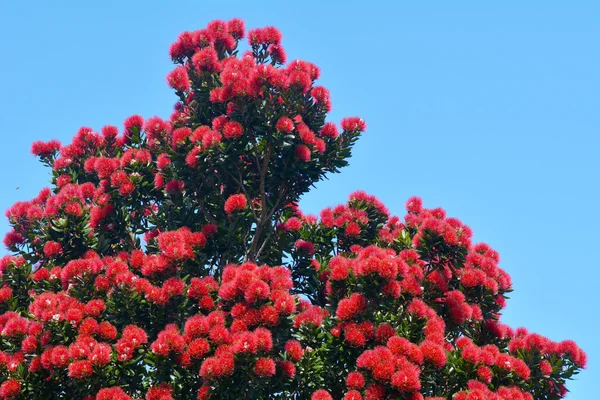 Pohutukawa Strom Červenými Květy Kvetoucí Prosinci Auckland Novém Zélandu — Stock fotografie