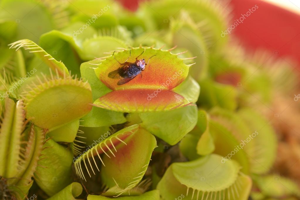 Venus flytrap eats a fly Stock Photo by ©lucidwaters 60801197