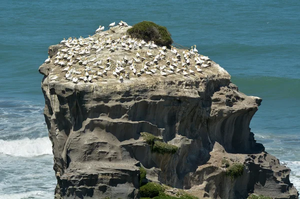 穆里怀 gannet 殖民地-新西兰 — 图库照片