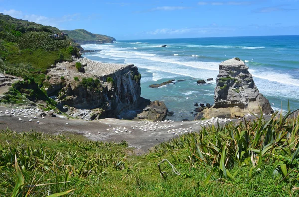 Muriwai kolonii gannet - Nowa Zelandia — Zdjęcie stockowe