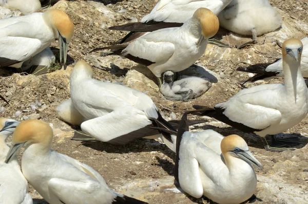 穆里怀 gannet 殖民地-新西兰 — 图库照片