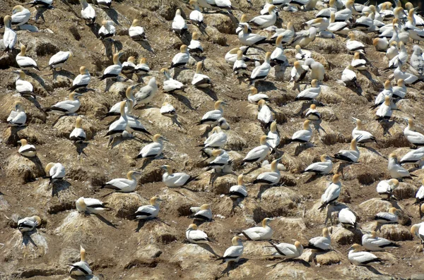 穆里怀 gannet 殖民地-新西兰 — 图库照片