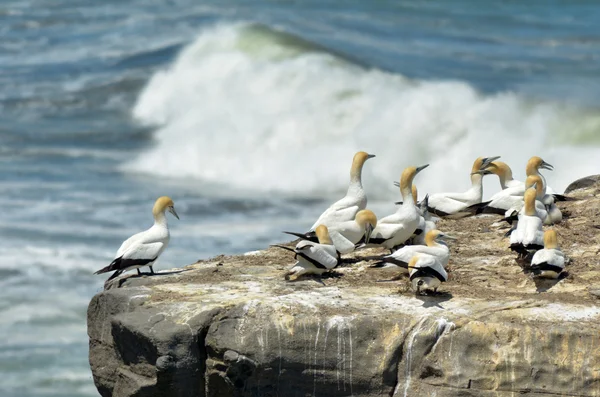 Muriwai Basstölpel-Kolonie - Neuseeland — Stockfoto