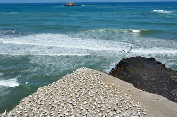 Muriwai gannet colony - Новая Зеландия — стоковое фото