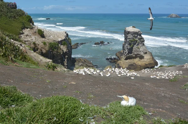 Muriwai gannet koloni - Yeni Zelanda — Stok fotoğraf