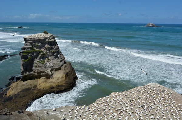 Colônia de gannet Muriwai - Nova Zelândia — Fotografia de Stock