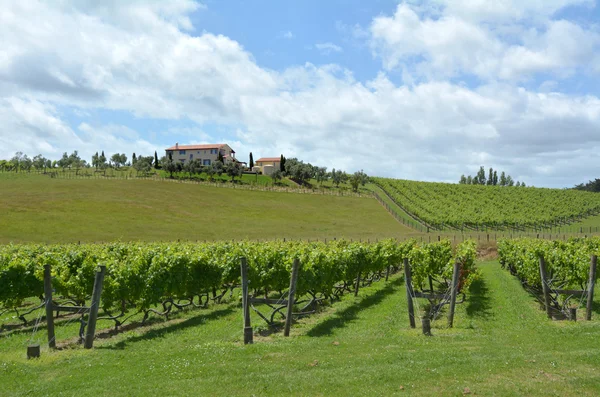 Wein aus Neuseeland — Stockfoto