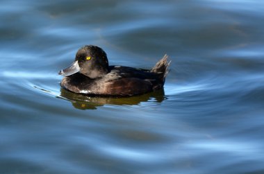 Kadın Yeni Zelanda scaup cygnet