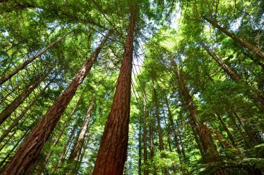 Rotorua Yeni Zelanda Redwoods