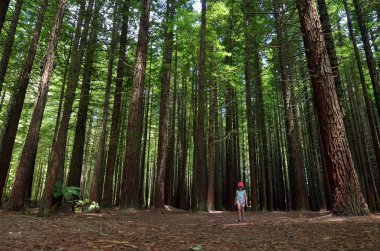 Rotorua Yeni Zelanda Redwoods