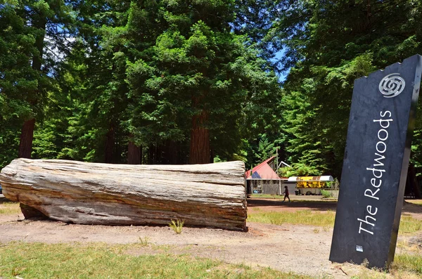 Redwoods in Rotorua New Zealand — Stock Photo, Image