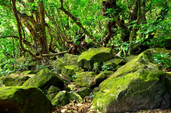Divoké přírody pohled deštného pralesa — Stock fotografie