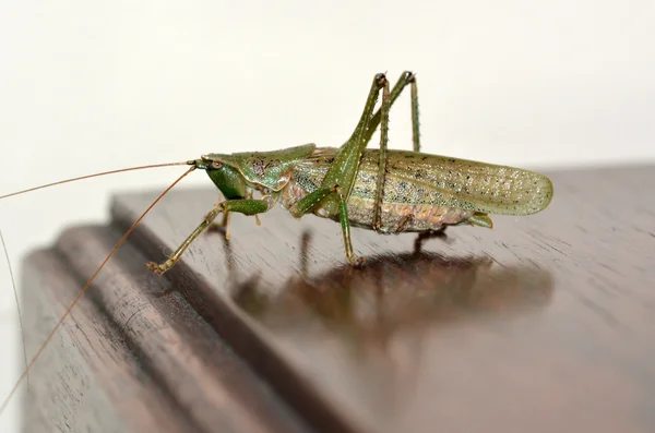 Green Grasshopper on table — Stock Photo, Image