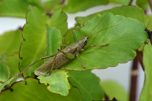 Grasshopper on plant leaf — Stock Photo, Image