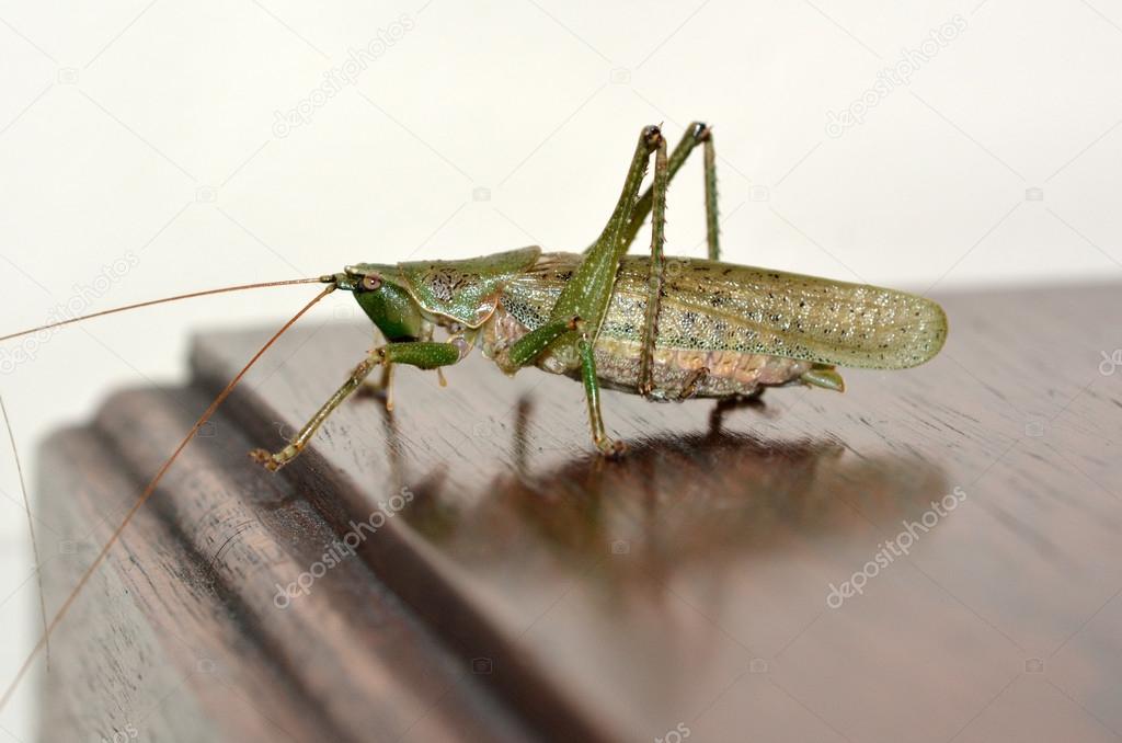 Green Grasshopper on table