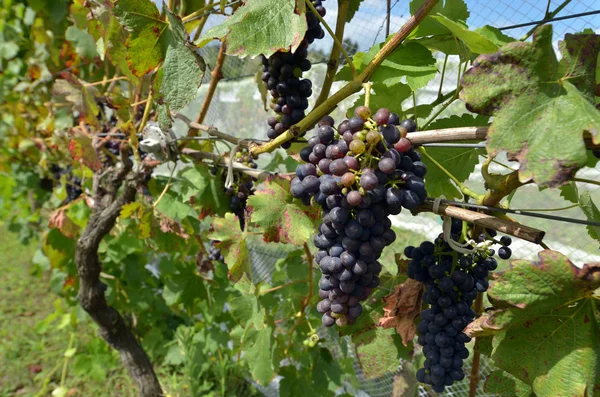 Wine grapes in a vineyard — Stock Photo, Image