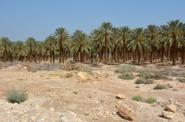 Date Palm Plantation - Dead Sea, Israel clipart