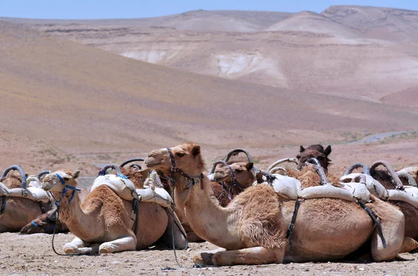 Convoy of Camels rest during a desert voyage — Stock Photo, Image