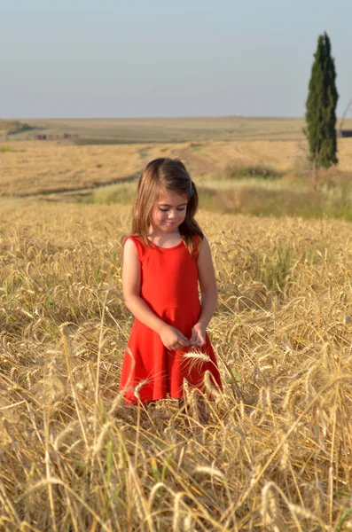 Chica recoge trigo del campo para Shavuot fiesta judía —  Fotos de Stock