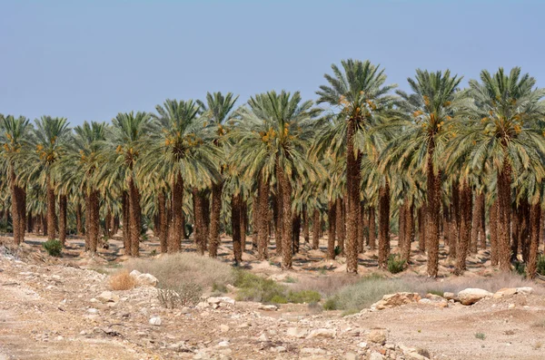 Date Palm Plantation - Dead Sea, Israel — Stok fotoğraf