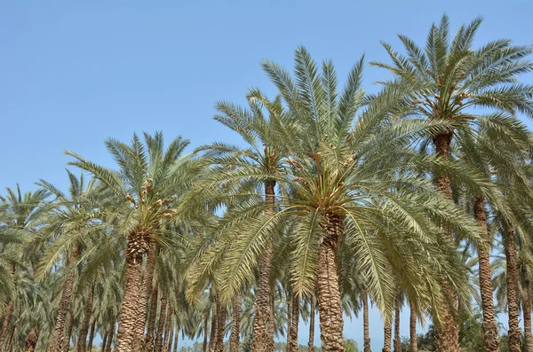 Data piantagione di palme - Mar Morto, Israele — Foto Stock