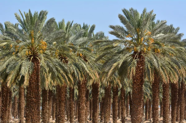 Data piantagione di palme - Mar Morto, Israele — Foto Stock