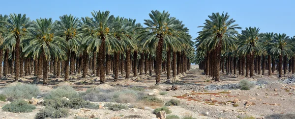 Dattelpalmenplantage - totes Meer, Island — Stockfoto