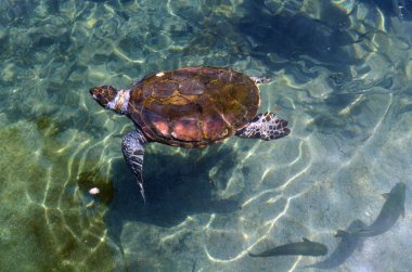Yeşil deniz kaplumbağası eilat İsrail