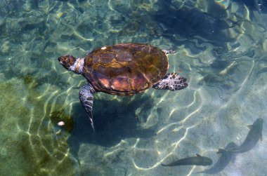 Green sea turtle in Eilat Israel clipart