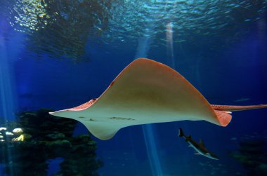 Sting ray yüzerek köpekbalığı kaka Eilat, İsrail