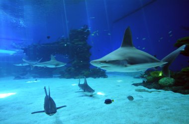Reef sharks swim in Shark Poo in Eilat, Israel