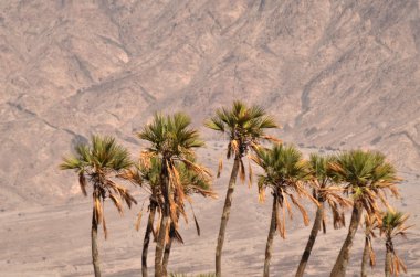 DOUM palm eilat İsrail yakınındaki