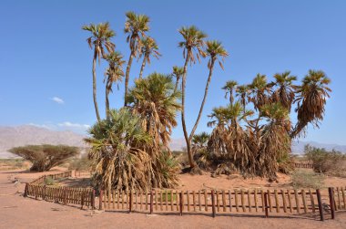 DOUM palm eilat İsrail yakınındaki