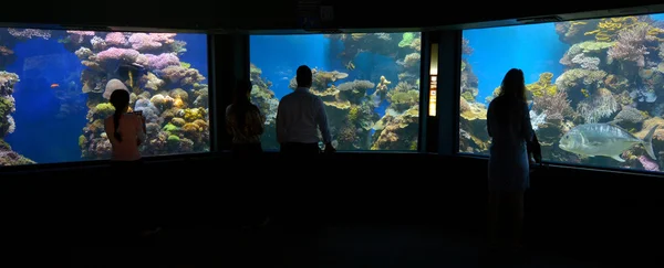 Koraal wereld onderwater observatorium aquarium in eilat, Israël — Stockfoto