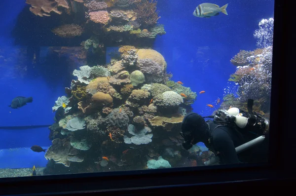 在以色列埃拉特的珊瑚世界水下天文台水族馆 — 图库照片