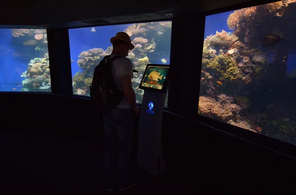 Akvária korálový svět podvodní observatoř v Ejlatu Izrael — Stock fotografie