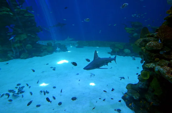 Tiburones de arrecife nadan en Tiburón Poo en Eilat, Israel —  Fotos de Stock