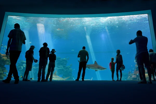 Piscina de tiburones del Coral World Underwater Observatory acuario en Eil — Foto de Stock