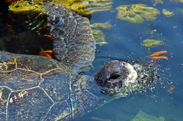 Groene zeeschildpad in eilat, Israël — Stockfoto