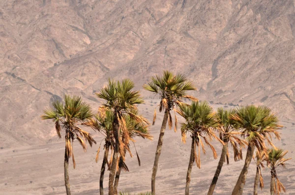 Doum palm in de buurt van eilat, Israël — Stockfoto