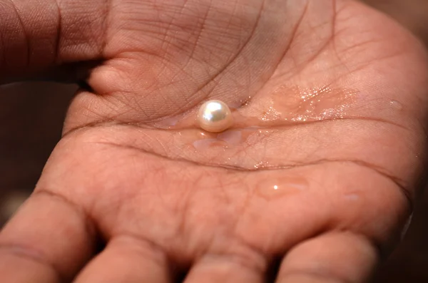 Ręka kobieta posiada jeden duży Biała perła różowy — Zdjęcie stockowe