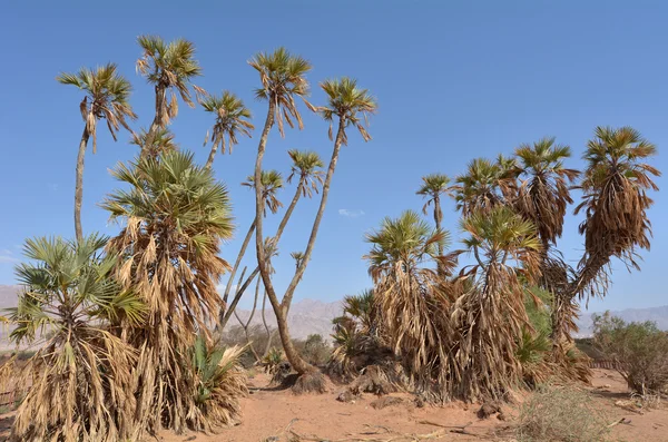 Doum Palm Buurt Van Eilat Israël Het Meest Noordelijke Doum — Stockfoto