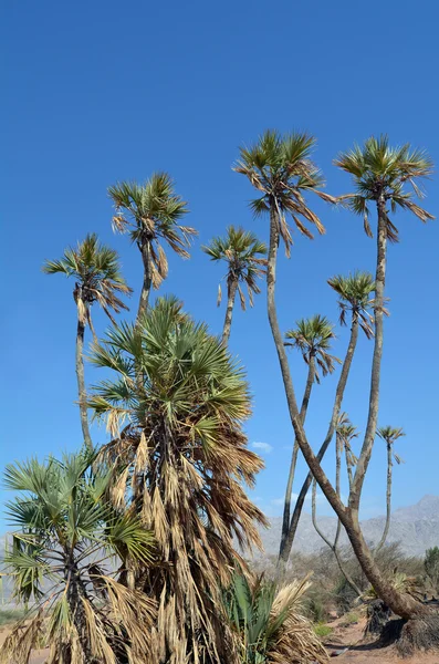 Doum palm in de buurt van eilat, Israël — Stockfoto