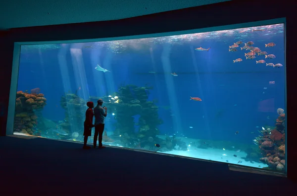 Ejlat Isr Kwietnia 2015 Visitors Akwarium Shark Świata Basen Coral — Zdjęcie stockowe