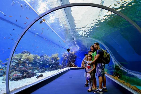 Ейлат Isr Квітня 2015 Visitors Акваріумі Акула Басейн Коралових Світ — стокове фото