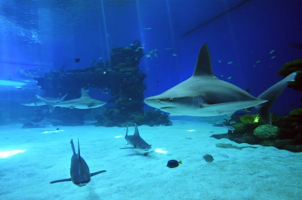 Rafa Rekinów Pływać Morzu Czerwonym Ejlat Izrael — Zdjęcie stockowe